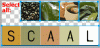 scaal.gif