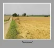 landschap.webp