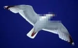seagull.webp