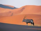 Oryx Antelope.webp