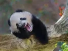 animal-panda-bears-ucumari-funny_4749474649015646.webp