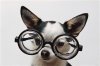 hond_bril.jpg