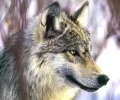 wolf geschaald.webp
