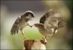 wisperbid.webp wisperbid.webp