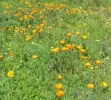 250px-Wildflowers_in_Berkeley.webp
