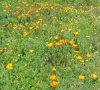 250px-Wildflowers_in_Berkeley.jpg