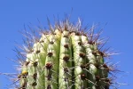 cactus.webp