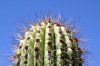 cactus.jpg