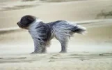 hond.webp hond.webp