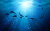 Ocean-HD-Pictures-04411-1024x640.jpg