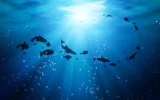 Ocean-HD-Pictures-04411-1024x640.webp Ocean-HD-Pictures-04411-1024x640.webp