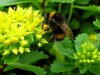 hommel.JPG