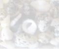 background-schelp.webp