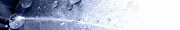 Banner2.webp
