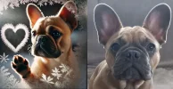 Hondje.webp