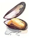 mossel-a.webp