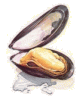 mossel-a-gif.gif