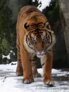 Tijger-1.webp