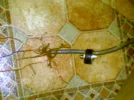 DSC00005.webp