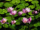 Waterlelies.webp