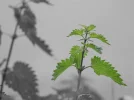 groen.webp