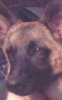hondje.jpg
