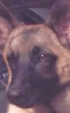 hondje.webp