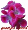 Flowers-1-1.webp