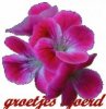 Flowers-1-1.jpg