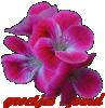 Flowers-1-1.gif