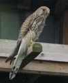 Kleine torenvalk.webp