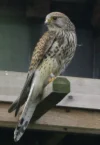 Kleine torenvalk2.webp
