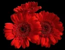 red-gerbara 1200-935kopie.webp