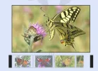 dp1IE.webp