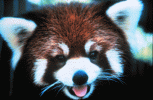 red_panda.gif