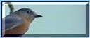 vogel2.webp