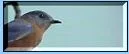 vogel1.webp