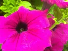 bloem1.webp