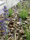 bloem5.webp
