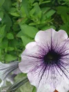 bloem2.webp