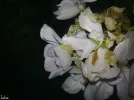 bloem7.webp