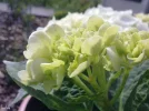bloem3.webp
