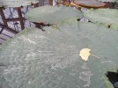 ginkgo_utrecht_botanische_tuin_5.webp