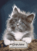 fluffypreview.gif