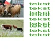 hm1.webp