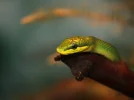 slangekop.webp