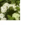 Hydrangea Aborescens Grandiflora Annabel .webp