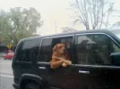 uit de auto.webp