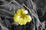 example_zwartwit_kleura.webp