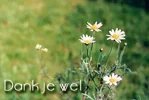 dankjewel daisy.webp